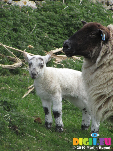 SX14022 Little white lamb and ewe